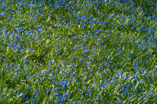 Proleska Scylla Mavi Kar Damlası Ilk Bahar Çiçekleri Güzel Mavi — Stok fotoğraf