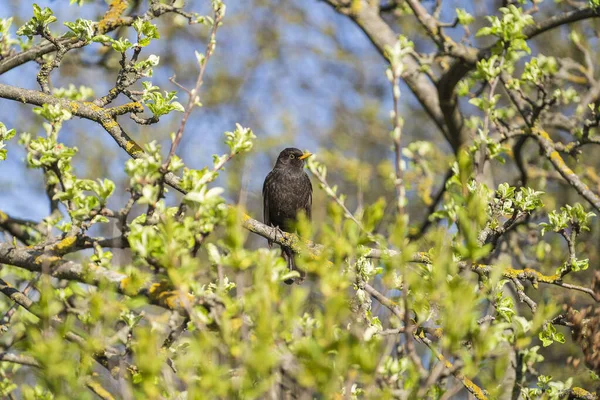 Gemeenschappelijke Europese Spreeuw Vogel Sturnus Vulgaris Een Tak Van Een — Stockfoto