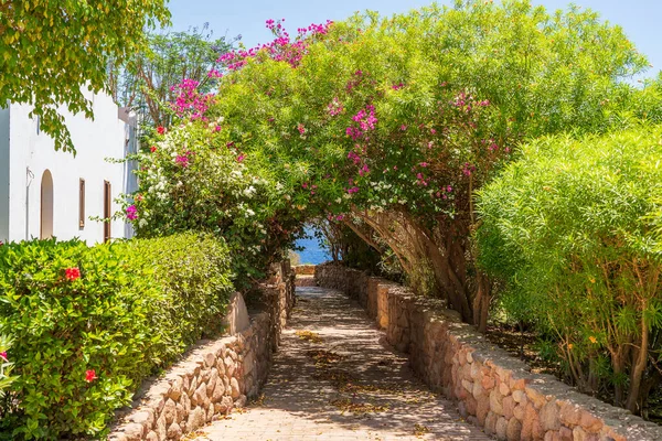 Weg Naar Zee Door Een Tunnel Met Kleurrijke Bloemen Badplaats — Stockfoto