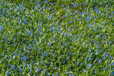 Proleska ya da Scylla - mavi kar damlası, ilk bahar çiçekleri. Güzel mavi çiçek. Doğanın arka planında Scylla çiçekleri