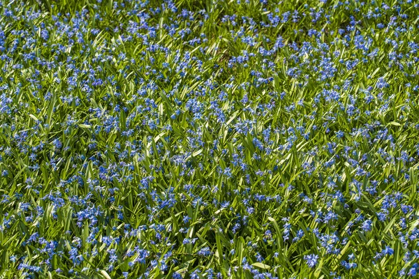 Proleska Scylla Nevasca Azul Primeiras Flores Primavera Linda Flor Azul — Fotografia de Stock