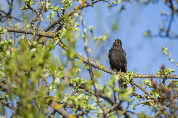 Pájaro Común Europeo Estornino Sturnus Vulgaris Encaramado Rama Árbol Durante — Foto de Stock