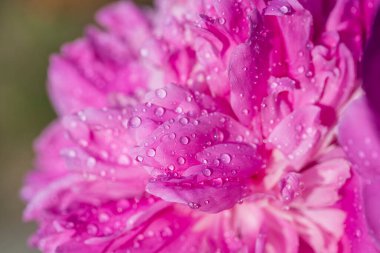 Bahçesinde yağmur damlaları olan güzel pembe bir şakayık, makro. Damlalı şakayıklar, yakın plan