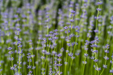 Yazın lavanta tarlaları ve makro çiçekler, Transnistria, Moldova, kapatın