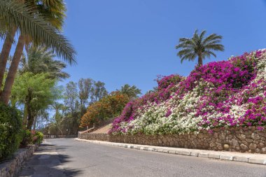 Boş yol, renkli çiçekler ve Sharm El Sheikh 'te Mısır caddesinde palmiye ağaçları.