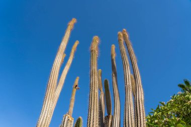 Mısır 'ın Sharm El Sheikh şehrinde dikenleri ve mavi gökyüzü geçmişi olan uzun bir kaktüs.