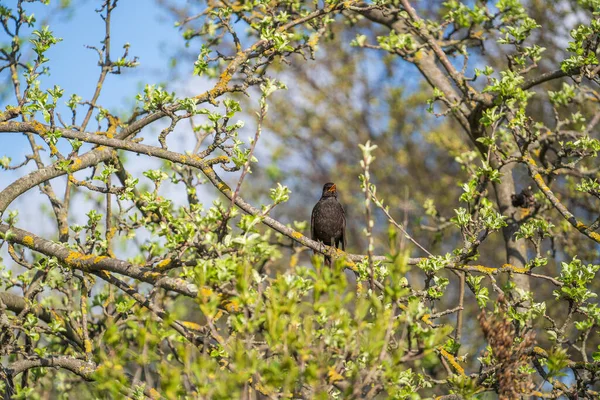 Обыкновенная Европейская Птица Старлинг Sturnus Vulgaris Сидящая Ветке Дерева Весной — стоковое фото