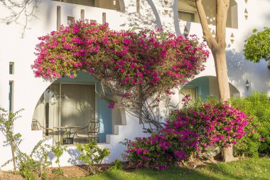 Beyaz duvarlı, balkonlu bir ev ve Sharm El Sheikh 'te Mısır caddesinde kırmızı bir çiçek ağacı.