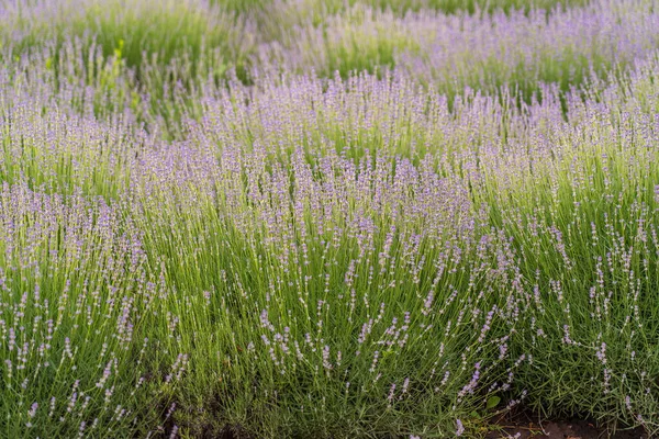 Campos Lavanda Macroflores Verão Transnístria Moldávia Close — Fotografia de Stock