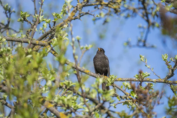 Обыкновенная Европейская Птица Старлинг Sturnus Vulgaris Сидящая Ветке Дерева Весной — стоковое фото