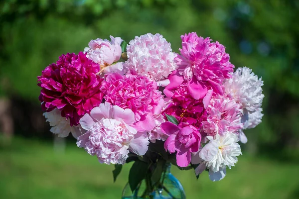 Beautiful Bouquet Flowers Peonies Glass Jar Water Garden Ukraine Red — Stock Photo, Image