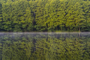 Gölün kenarındaki yeşil orman, sakin suların yansıması ve suyun üzerindeki sis, Ukrayna. Doğada güzellik