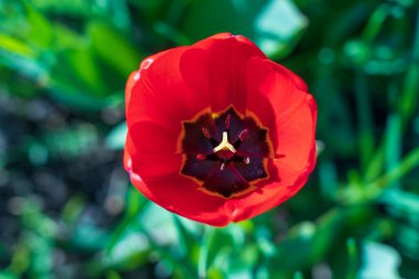 Açık kırmızı lalenin üst görüntüsü, kapat