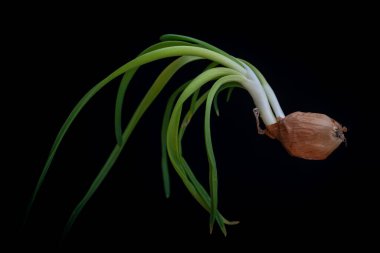 Eskimiş soğan siyah bir arkaplanda izole edilmiş, yakın plan.