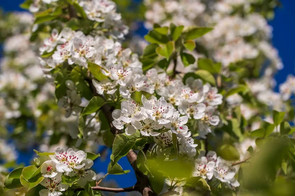 Rígido Flores Brancas Floresce Uma Árvore Pêra Contra Céu Azul — Fotografia de Stock