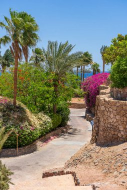 Boş yol, renkli çiçekler ve Sharm El Sheikh 'te Mısır caddesinde palmiye ağaçları.