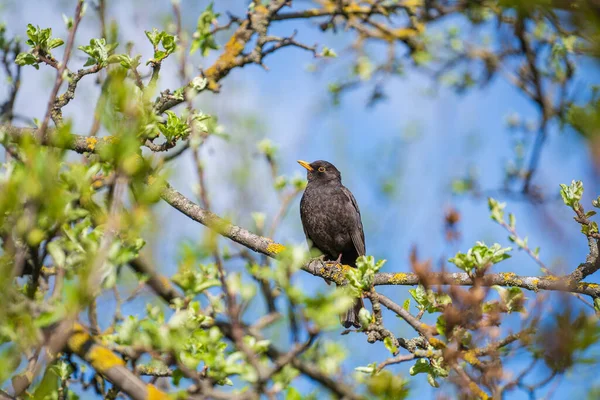 Обыкновенная Европейская Птица Старлинг Sturnus Vulgaris Сидящая Ветке Дерева Весной — стоковое фото