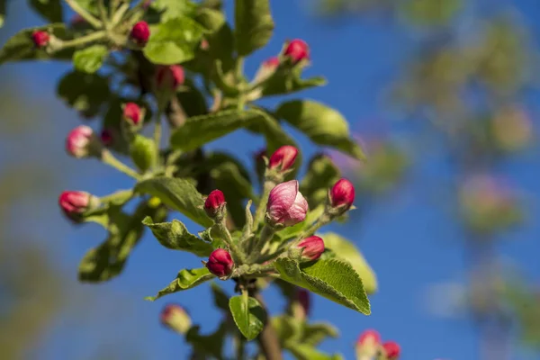 青い空に向かってリンゴの木にピンクの花の春が咲き 閉じます — ストック写真