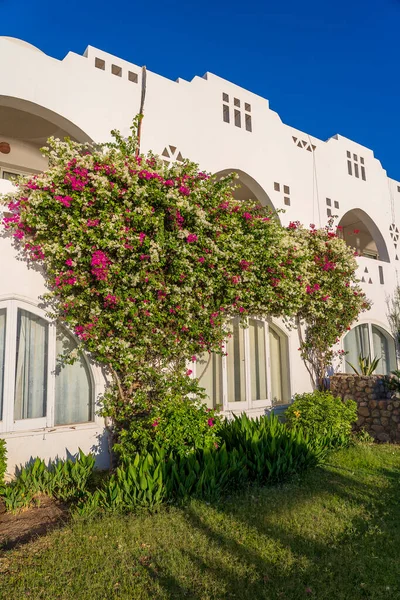 Detail White Wall Balcony House Red Flower Tree Street Egypt — Stock Photo, Image