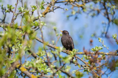 Bahar zamanı bir ağacın dalına tünemiş Avrupa Sığırcık Kuşu veya Sturnus vulgaris, Ukrayna