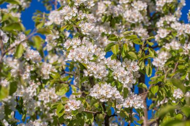 Bir armut ağacında, mavi gökyüzüne karşı açan beyaz çiçekler.