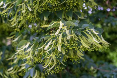 Bahar mevsiminde açan ıhlamur dalları yapraklı kireç, bahar gününde yeşil yapraklar, kapan Moldova.