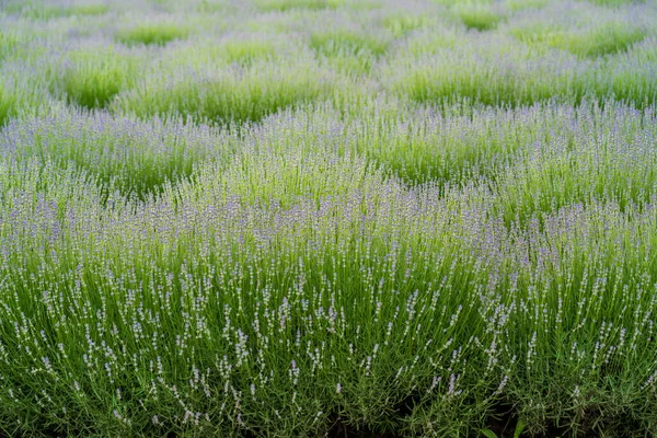 Lavendelfält Och Makroblommor Sommaren Transnistrien Moldavien — Stockfoto