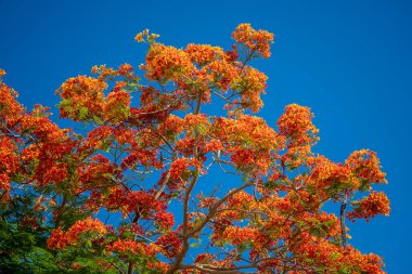 Sharm El Sheikh, Mısır, Afrika 'da mavi gökyüzü arka planında kırmızı tropikal çiçekleri olan yaz renkli ağaç. Kırmızı tavus kuşu çiçekleri ya da alev ağacı, gökyüzü arka planında kraliyet puantiyesi.