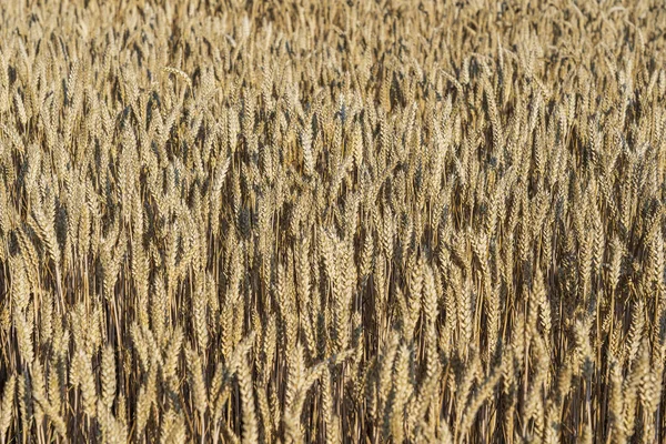 Campo Trigo Dourado Dia Ensolarado Pela Manhã Close Conceito Colheita — Fotografia de Stock