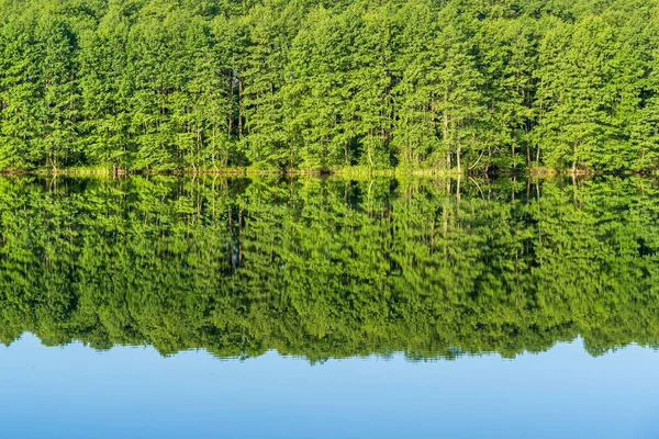 Floresta Verde Junto Lago Reflexão Água Calma Ucrânia Beleza Natureza — Fotografia de Stock