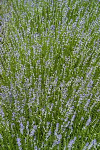 Лавандовые Поля Макроцветы Летом Приднестровье Молдова Крупным Планом — стоковое фото