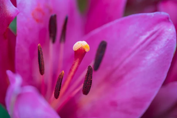 Closeup Stamen Pistil Beautiful Red Lily Flower Macro — Stock Photo, Image