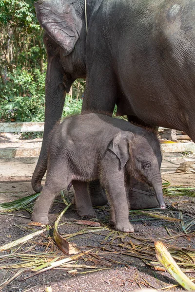 Rolig Baby Elefant Och Mor Elefant Thailand Sydostasien Närbild — Stockfoto