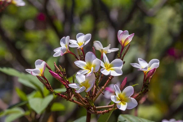 Vit Frangipani Blomma Vid Full Blom Sommaren Tropisk Trädgård Thailand — Stockfoto