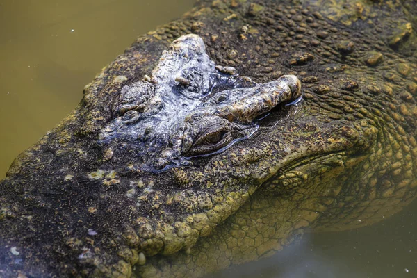 Olhos Crocodilo Grandes Estão Olhando Lago Água Verde Tailândia Perto — Fotografia de Stock