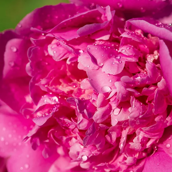 Bella Peonia Rosa Con Gocce Pioggia Giardino Macro Peonie Fiori — Foto Stock