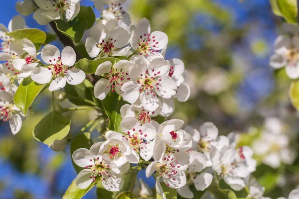 Sprig Bílých Květin Kvete Hrušce Proti Modré Obloze Zblízka — Stock fotografie