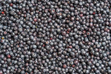 Yüzey yaban mersinli yaban mersini katmanıyla kaplı. Yaklaş. Yaz ormanı meyvesi