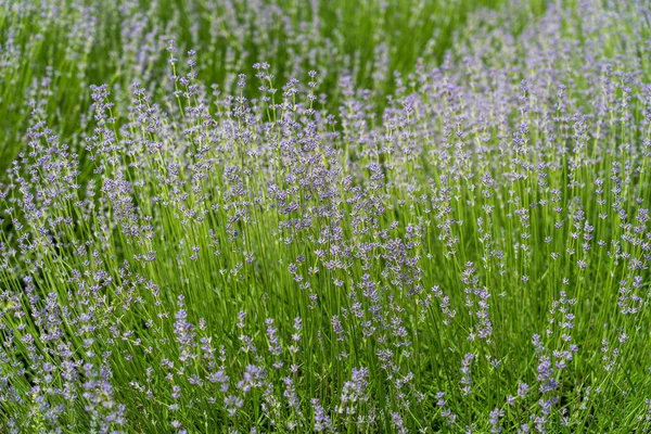 Campos Lavanda Macroflores Verão Transnístria Moldávia Close — Fotografia de Stock