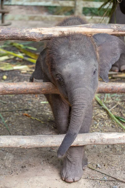 Rolig Baby Elefant Och Mor Elefant Thailand Sydostasien Närbild — Stockfoto