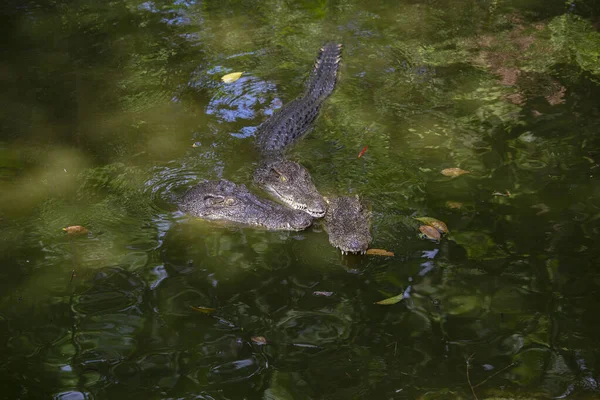 Três Crocodilos Grandes Estão Olhando Lago Água Verde Tailândia Perto — Fotografia de Stock