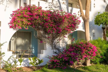 Beyaz duvarlı, balkonlu bir ev ve Sharm El Sheikh 'te Mısır caddesinde kırmızı bir çiçek ağacı.