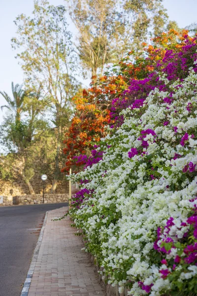 Strada Vuota Fiori Colorati Palme Sulla Strada Dell Egitto Sharm — Foto Stock