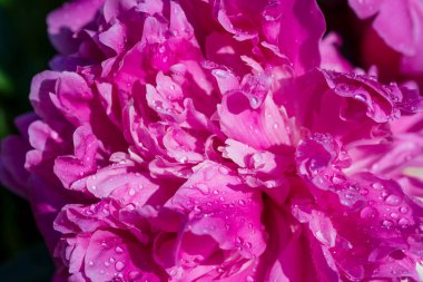 Bahçesinde yağmur damlaları olan güzel pembe bir şakayık, makro. Damlalı şakayıklar, yakın plan