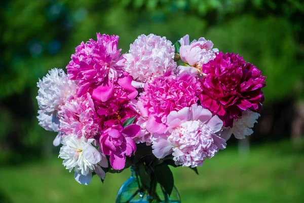 Beautiful Bouquet Flowers Peonies Glass Jar Water Garden Ukraine Red — Stock Photo, Image