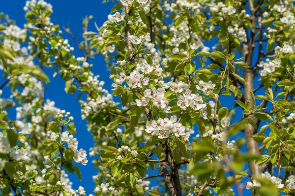 Sprig Bílých Květin Kvete Hrušce Proti Modré Obloze Zblízka — Stock fotografie