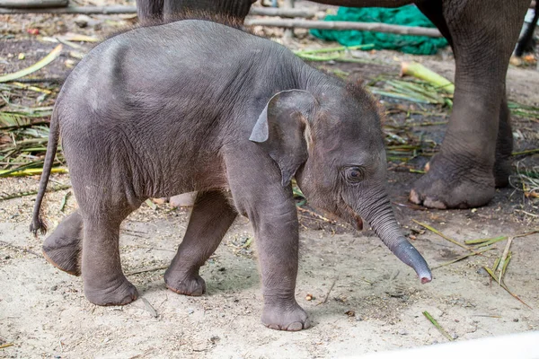 Rolig Baby Elefant Och Mor Elefant Thailand Sydostasien Närbild — Stockfoto