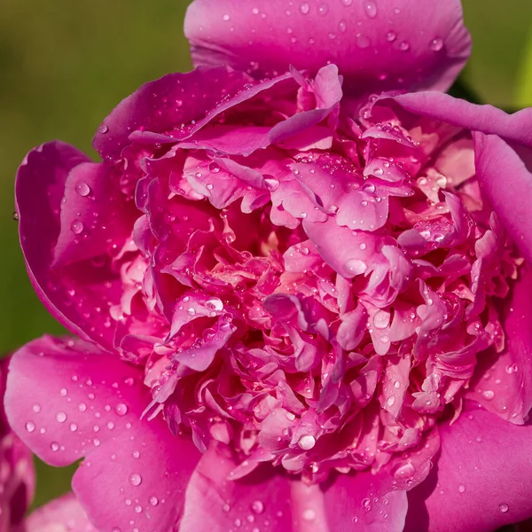 Beautiful Pink Peony Raindrops Garden Macro Flowers Peonies Drops Closeup — Stock Photo, Image