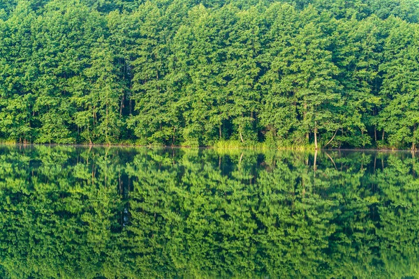碧绿的森林映衬在湖边平静的水面上 乌克兰 大自然的美丽 — 图库照片