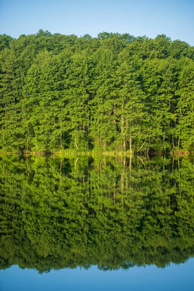 Zielony Las Nad Jeziorem Odbiciu Spokojnej Wodzie Ukraina Piękno Natury — Zdjęcie stockowe